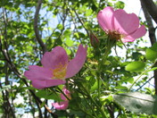 Wild Rose, Dilberry Provincial Park, Alberta