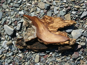 Bark on Beach.jpg
