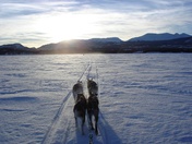 Dogsledding in the Yukon