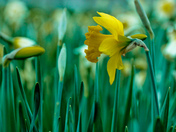 Here comes the spring