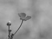 Lone Flower