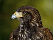Harris hawk