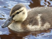 Cute Duckling