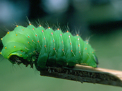 Luna Moth catapillar