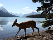 deer at lake in jasper national park