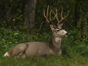 Mule Deer Buck Early Morning