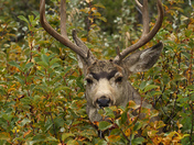 Mule Deer Buck
