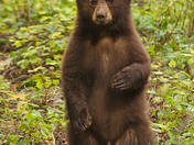 Curious Black Bear Cub