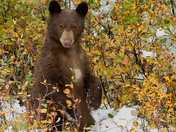Curious Black bear Cub