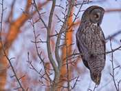 Great Grey Owl