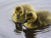 Baby goslings