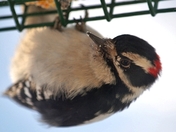 Male downy 