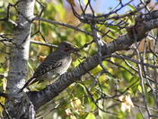 Fish Creek Provincial Park