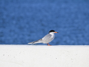 Assateague National Seashore