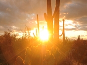 Saguaro National Park