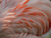 Flamingo Feathers