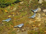 four blue jays
