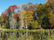 marsh in the fall