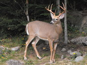 buck 1