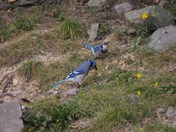 two blue jays