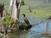 young double-crested cormorant