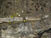 Yellow-rumped Warbler