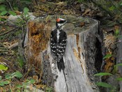 hairy woodpecker