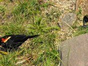 3 red-winged blackbird