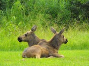 two baby moose