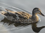 female mallard 2