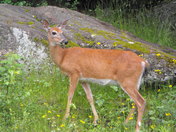 deer 3
