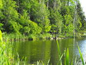 A marsh in spring time by Chris Donovan