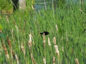 red-winged blackbird