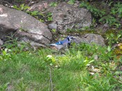 blue jay 3