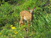 Fawn grazzing in a gaden by Chris Donovan