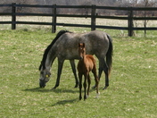 Mare and Foal