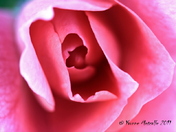 Pink Rose