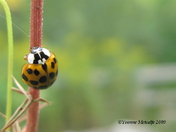 Ladybug