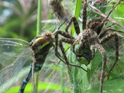 Dock Spider with Dragonfly Dinner