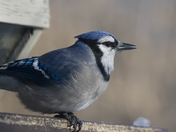 Blue Jay