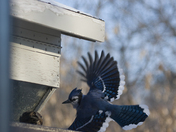 Blue Jay in flight