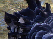 Black Swan Tail Feathers
