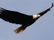Eagle riding the wind, Baddeck
