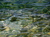  Water colours   Inverhuron Provincial Park