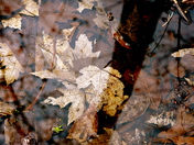 Leaf mosaic submerged in spring melt water in MacGregor Point Prov. Park