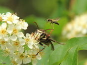 Bald Faced Hornet and Wasp