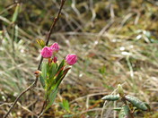 tiny flowers in the underbrush