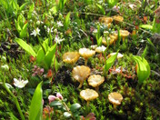 Mossy Mushrooms