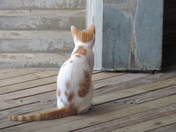 cat with many directions