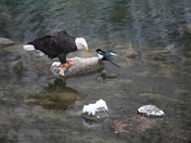 Eye to Eye, let go of my fish Mr.